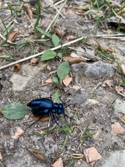 Meloe violaceus