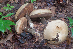 Tylopilus indecisus