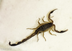 Centruroides edwardsii