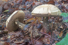 Tylopilus indecisus