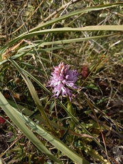 Orchis italica