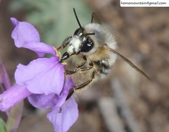 Anthophora melanognatha