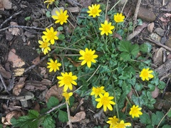 Ficaria verna