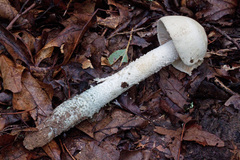 Amanita pelioma