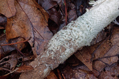 Amanita pelioma