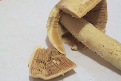Amanita pelioma