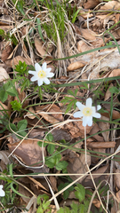 Anemonoides nemorosa