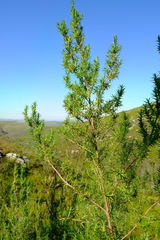 Cliffortia lanceolata