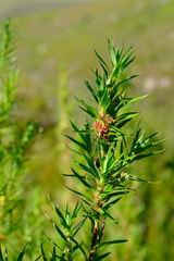 Cliffortia lanceolata