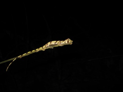 Anolis transversalis