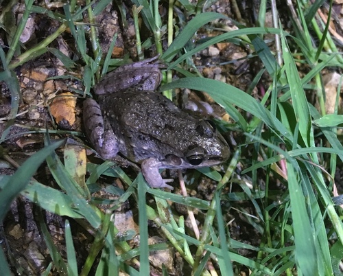 Leptodactylus fragilis