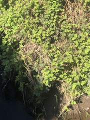 Rubus fruticosus