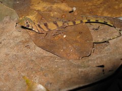 Anolis transversalis