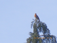 Erithacus rubecula