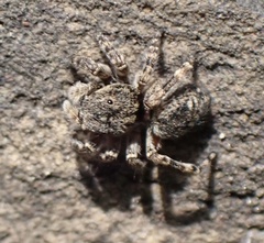 Attulus pubescens