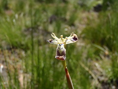 Moraea unguiculata