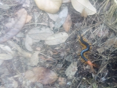 Scolopendra heros