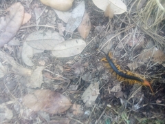Scolopendra heros