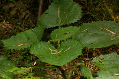 Girardinia bullosa