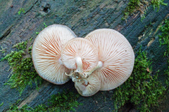 Rhodotus