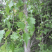 Betula populifolia - Photo (c) Homer Edward Price,  זכויות יוצרים חלקיות (CC BY)