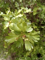 Crataegus monogyna