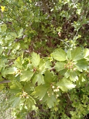 Crataegus monogyna