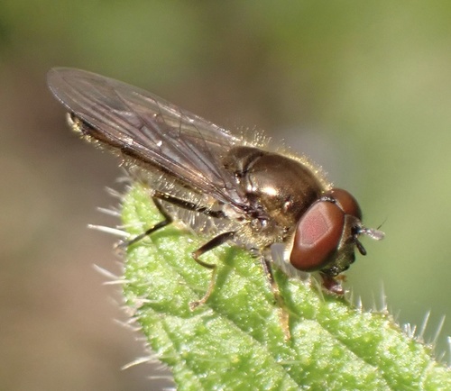 Grey-spotted Sedgesitter