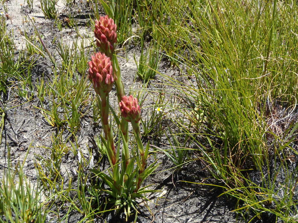 Ceratandra globosa