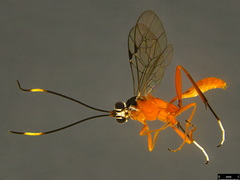 Myrmeleonostenus