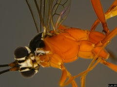 Myrmeleonostenus