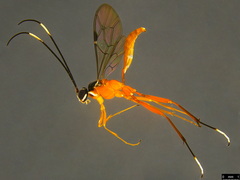 Myrmeleonostenus