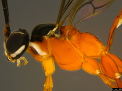 Myrmeleonostenus