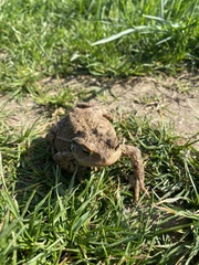 Bufo bufo