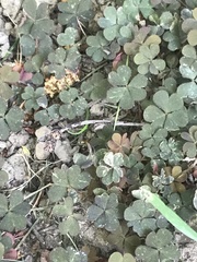Oxalis corniculata
