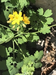 Chelidonium majus