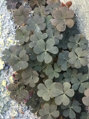 Oxalis corniculata
