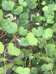 Cymbalaria muralis