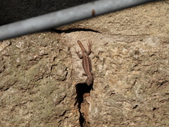 Podarcis muralis