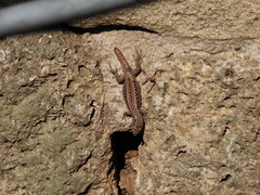 Podarcis muralis