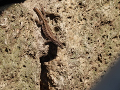 Podarcis muralis