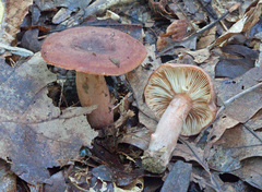 Lactarius mutabilis