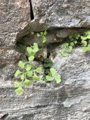 Asplenium ruta-muraria