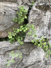 Asplenium ruta-muraria