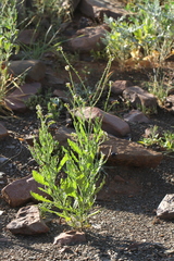 Heliotropium ciliatum