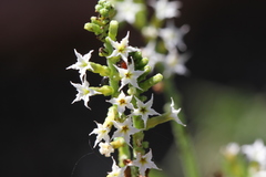 Heliotropium ciliatum