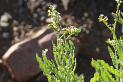 Heliotropium ciliatum