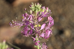 Cleome elegantissima
