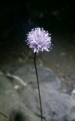 Gilia capitata capitata