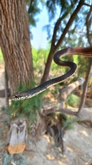 Masticophis taeniatus girardi